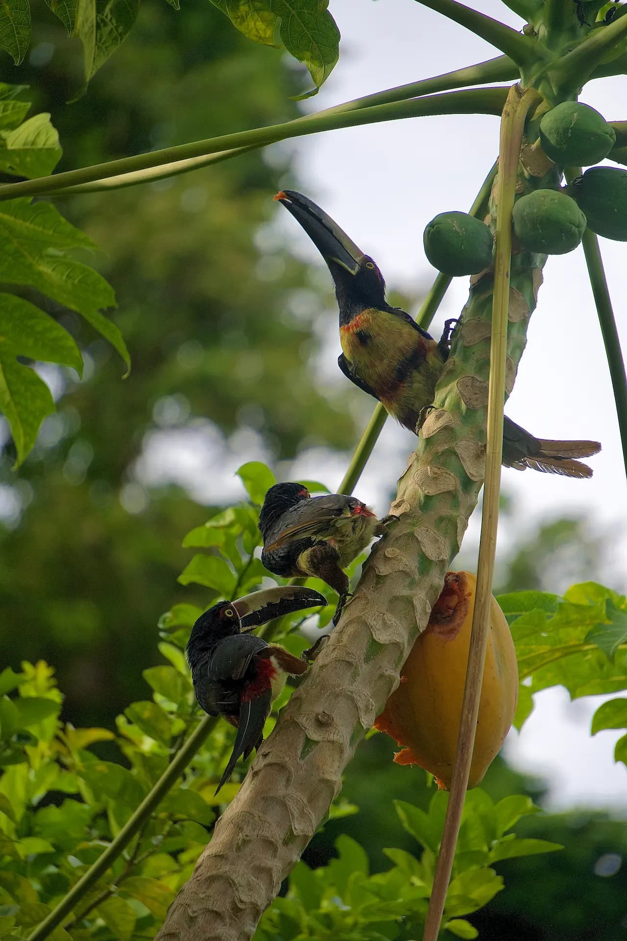 Tucanes entre hojas tropicales